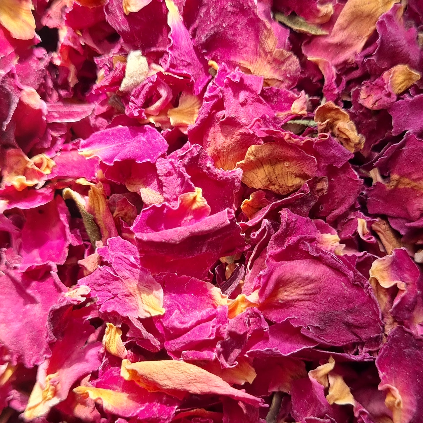 Red Rose Petals - Sparrow and Fox