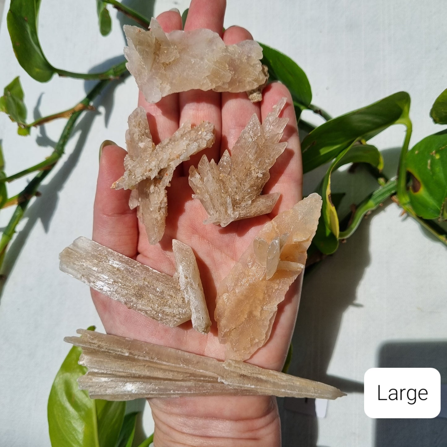 Gypsum Specimen - Australia - Sparrow and Fox