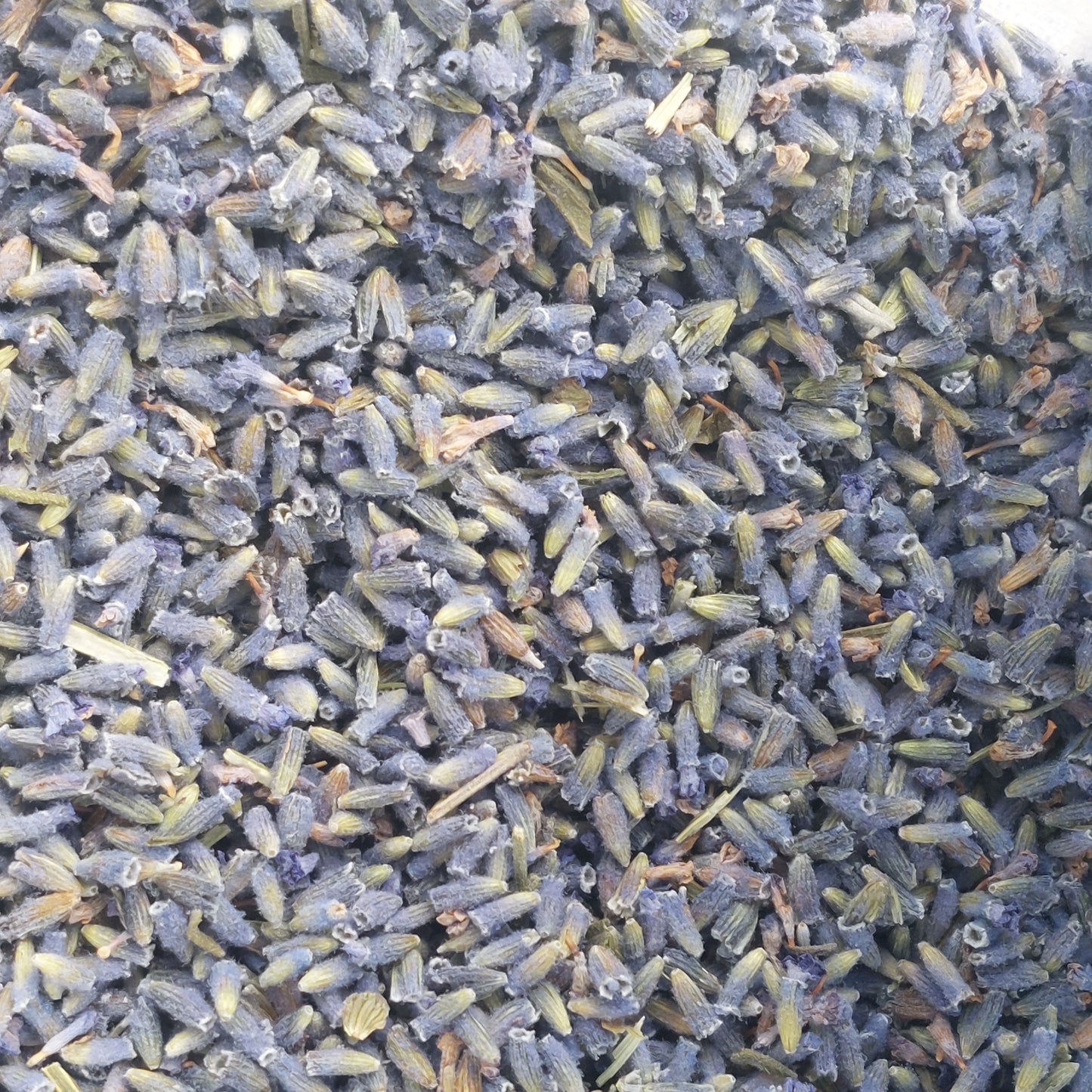 Lavender - Certified Organic - Sparrow and Fox