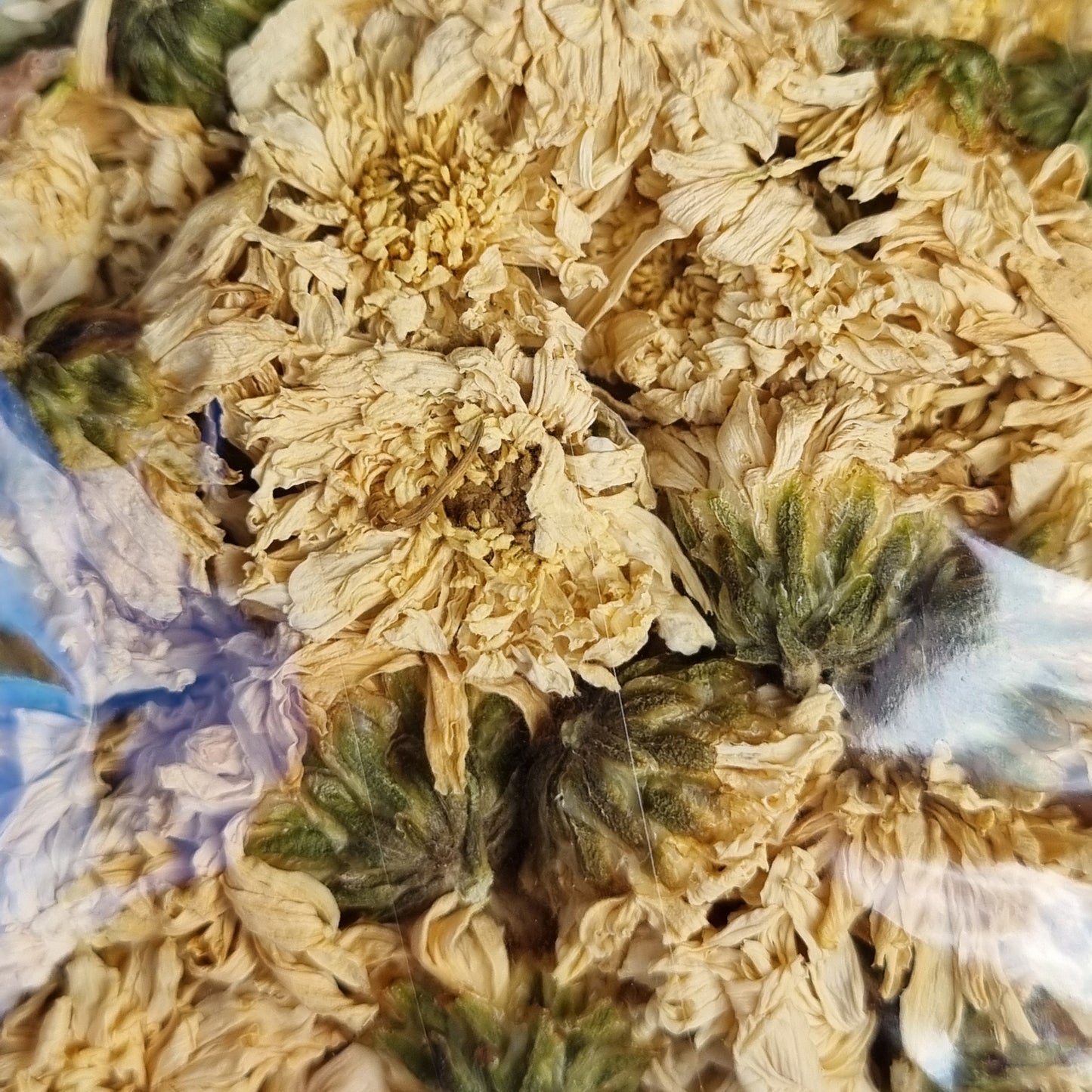 Chrysanthemum Flowers - Sparrow and Fox