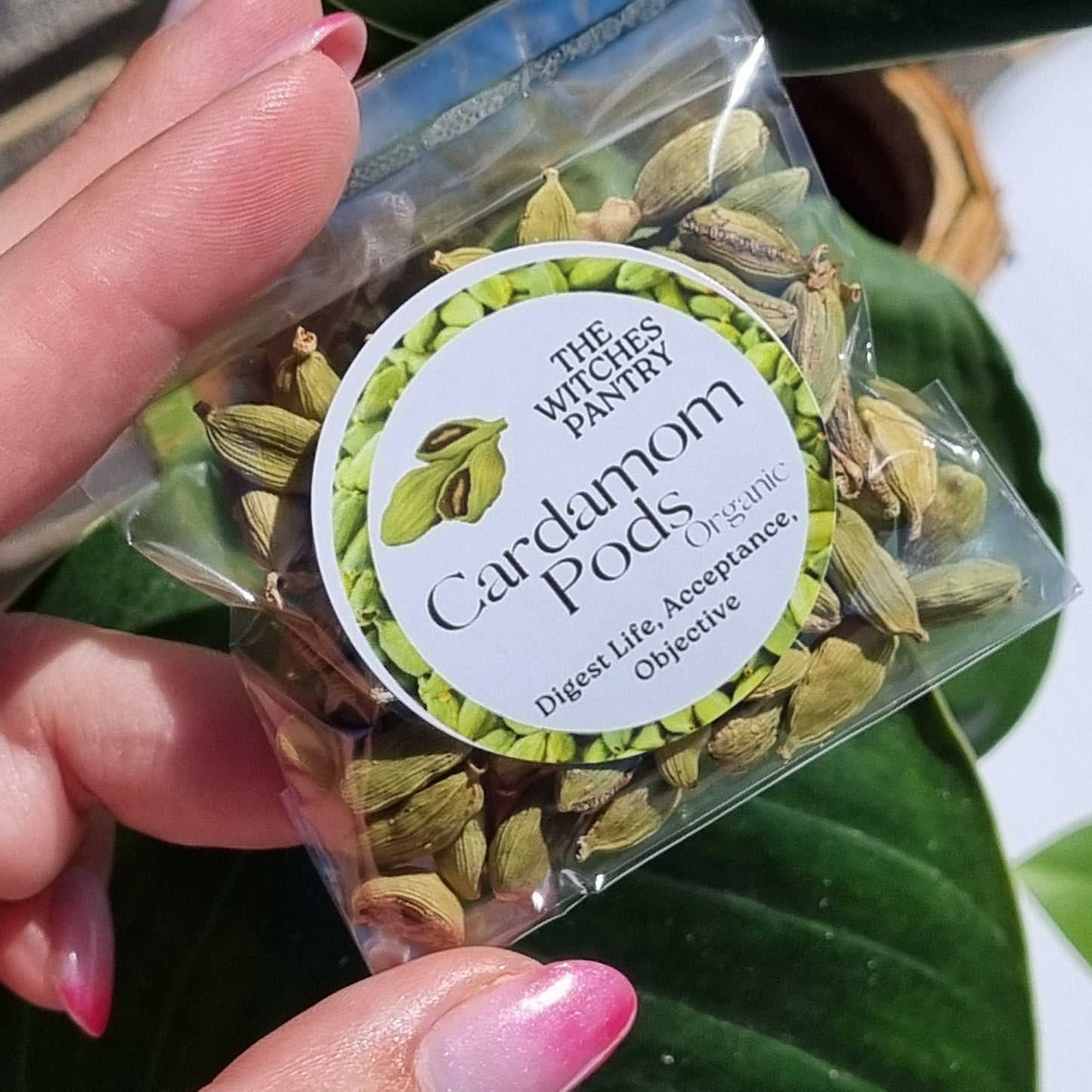Cardamom Pods Organic - Sparrow and Fox
