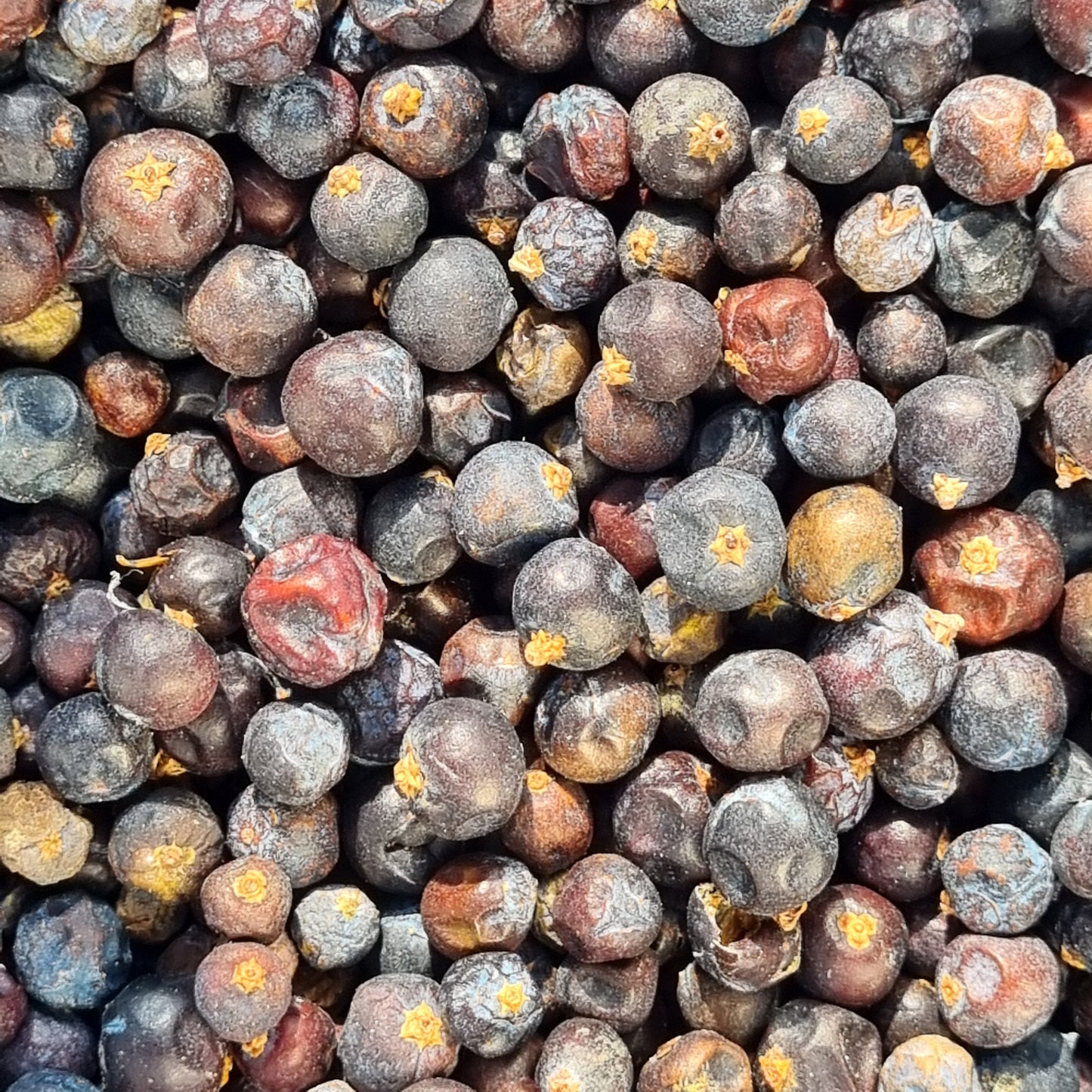 Juniper Berry - Sparrow and Fox