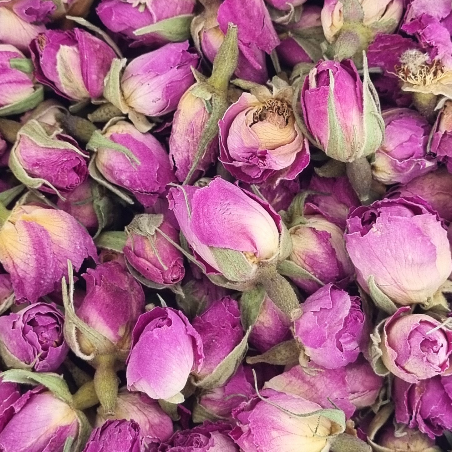 Rose Buds - Pink - Sparrow and Fox