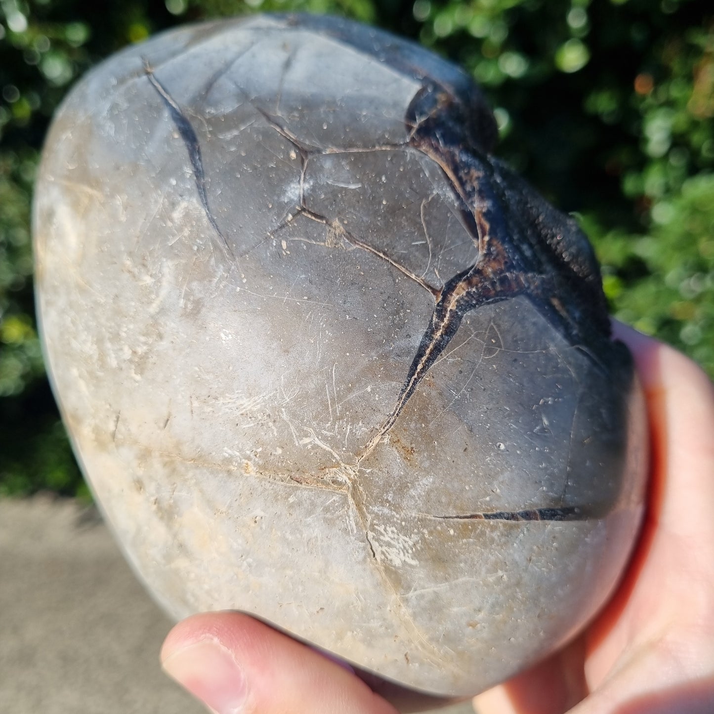 Septarian Dragon Egg - Madagascar - 1.778kg