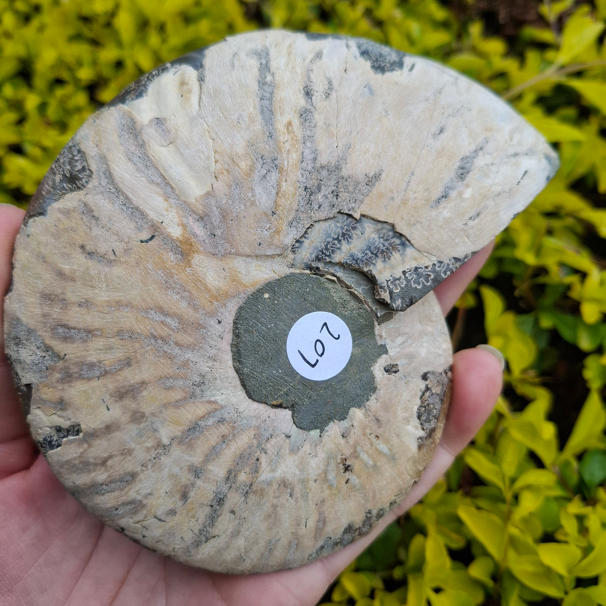 Ammonite - 207 grams