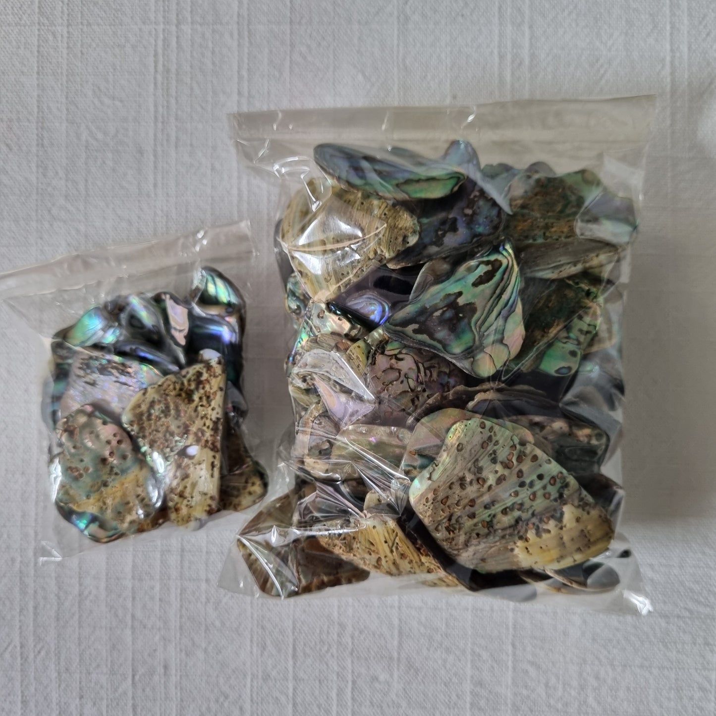 Paua Shell Polished Piece Pack - Sparrow and Fox