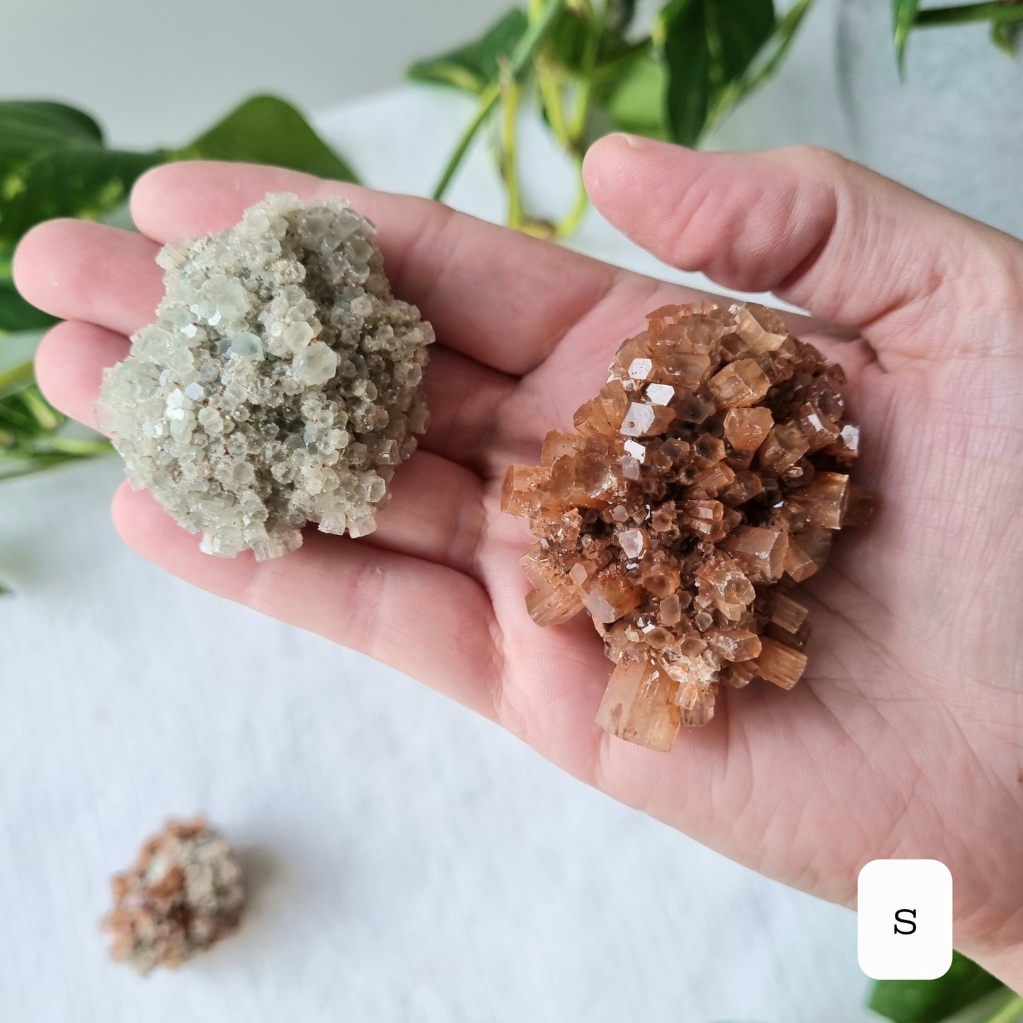 Aragonite Sputnik - Sparrow and Fox