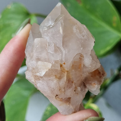 Clear Quartz Pineapple Cluster - 103g - Sparrow and Fox
