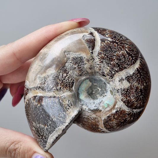 Ammonite - Madagascar - 325g