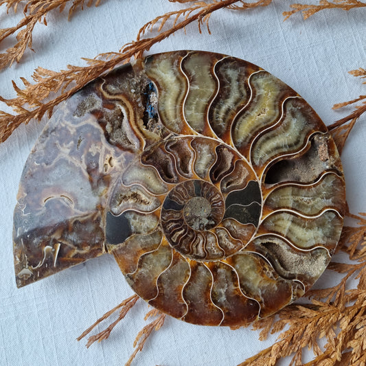 Ammonite Half - Madagascar - 557g