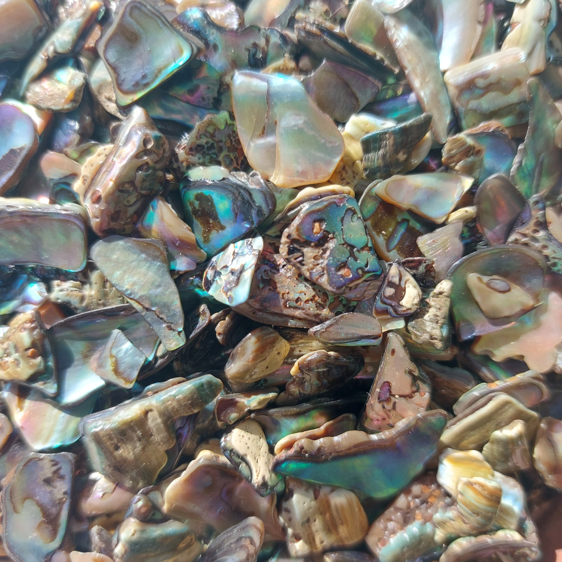 Paua Shell Chip Pack - Sparrow and Fox