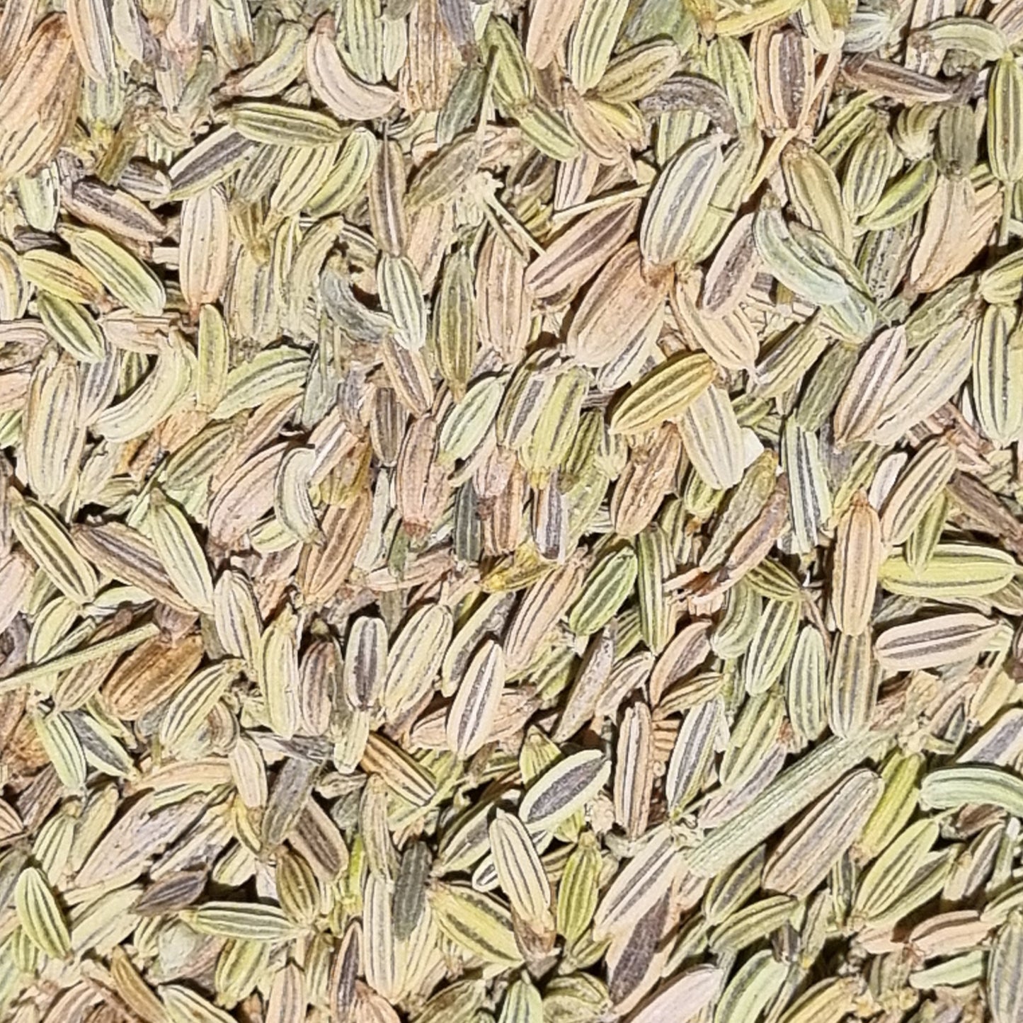 Fennel Seed - Organic - Sparrow and Fox