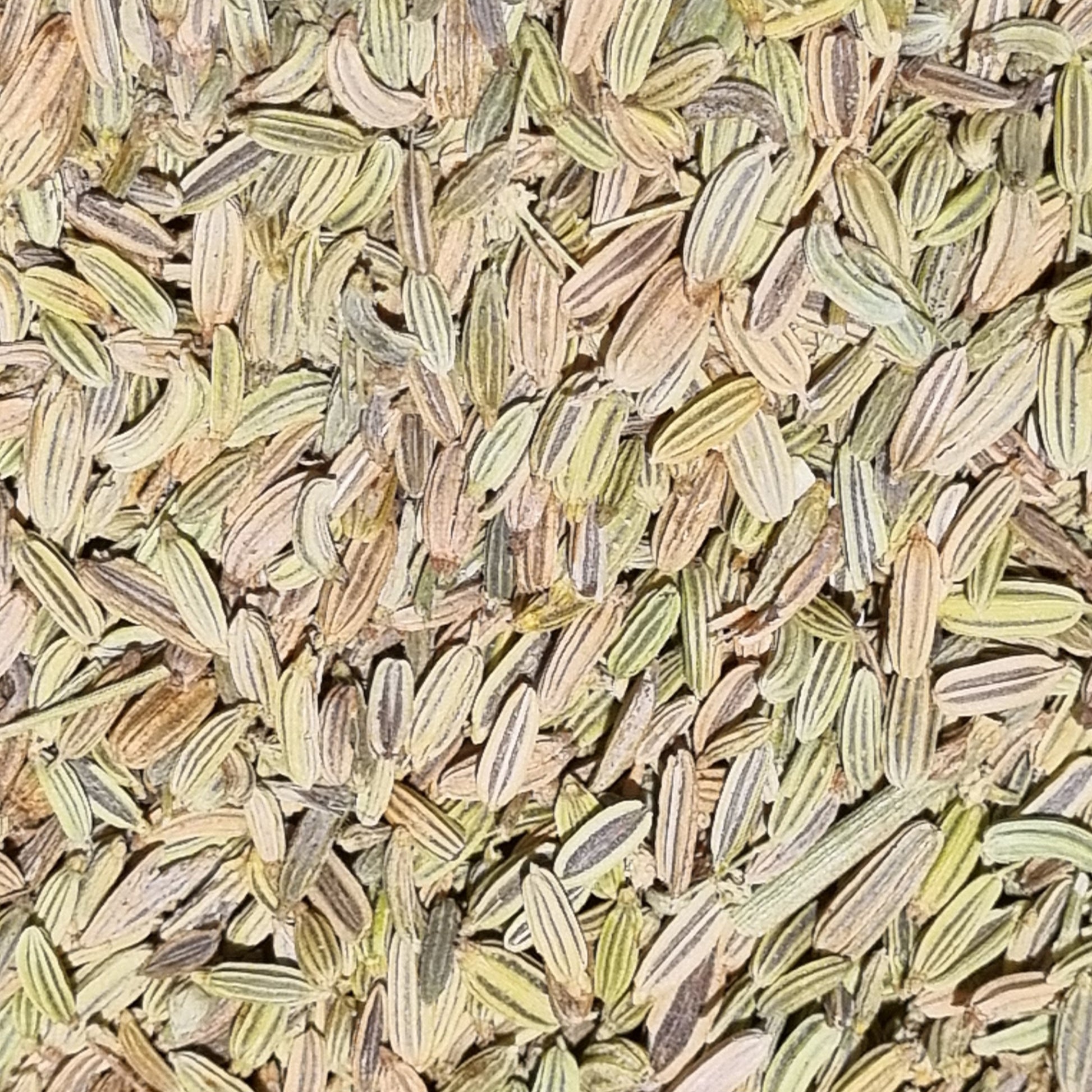 Fennel Seed - Organic - Sparrow and Fox