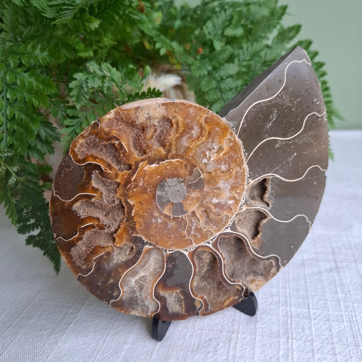 Ammonite - 207 grams