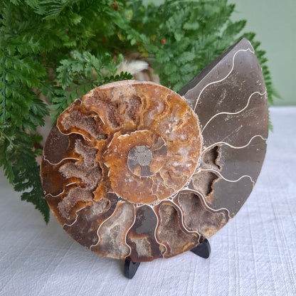 Ammonite - 207 grams