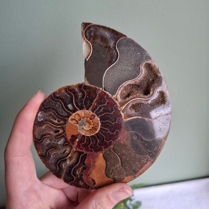 Ammonite - 195 grams