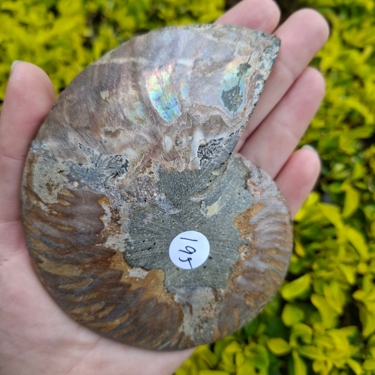 Ammonite - 195 grams