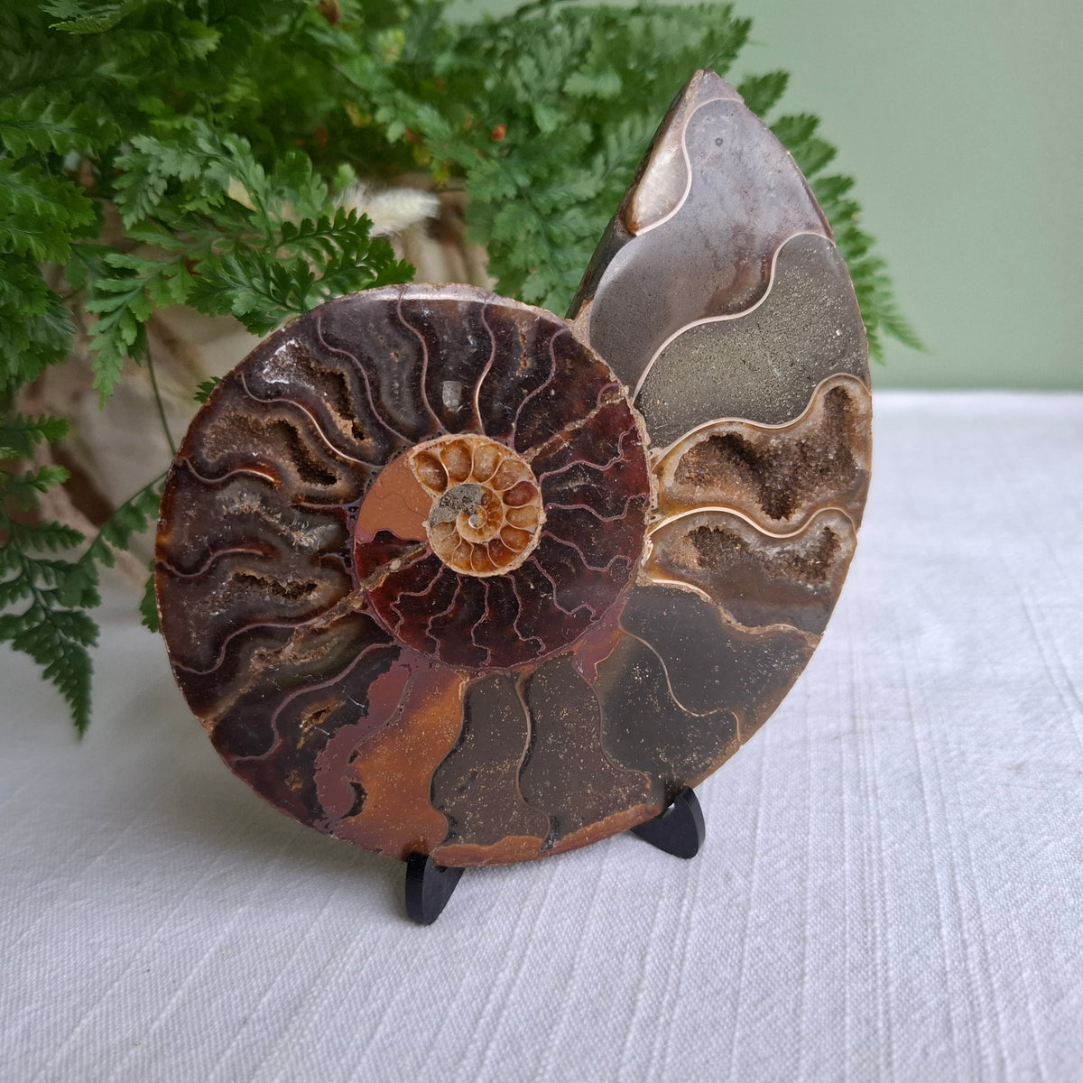Ammonite - 195 grams