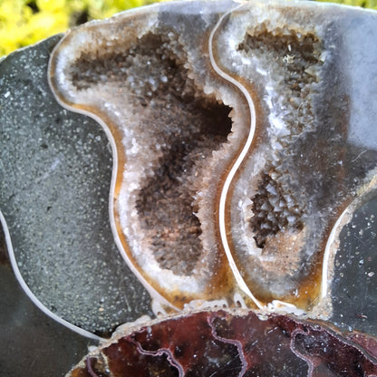Ammonite - 195 grams