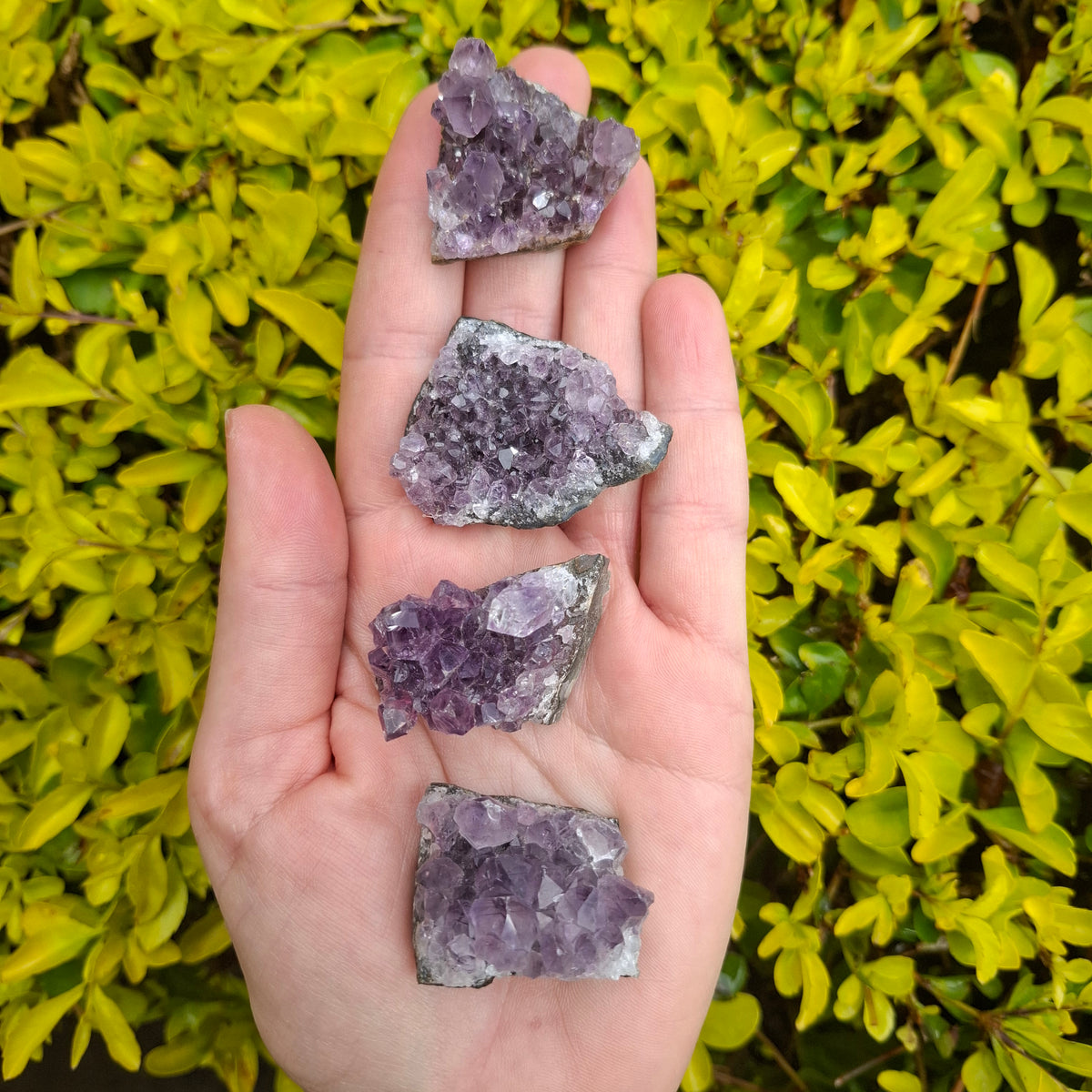 Amethyst Cluster - Brazil