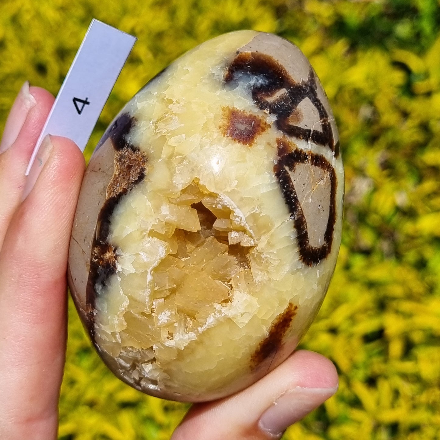 Yellow Septarian Dragon Egg - Madagascar - Smaller Sizes