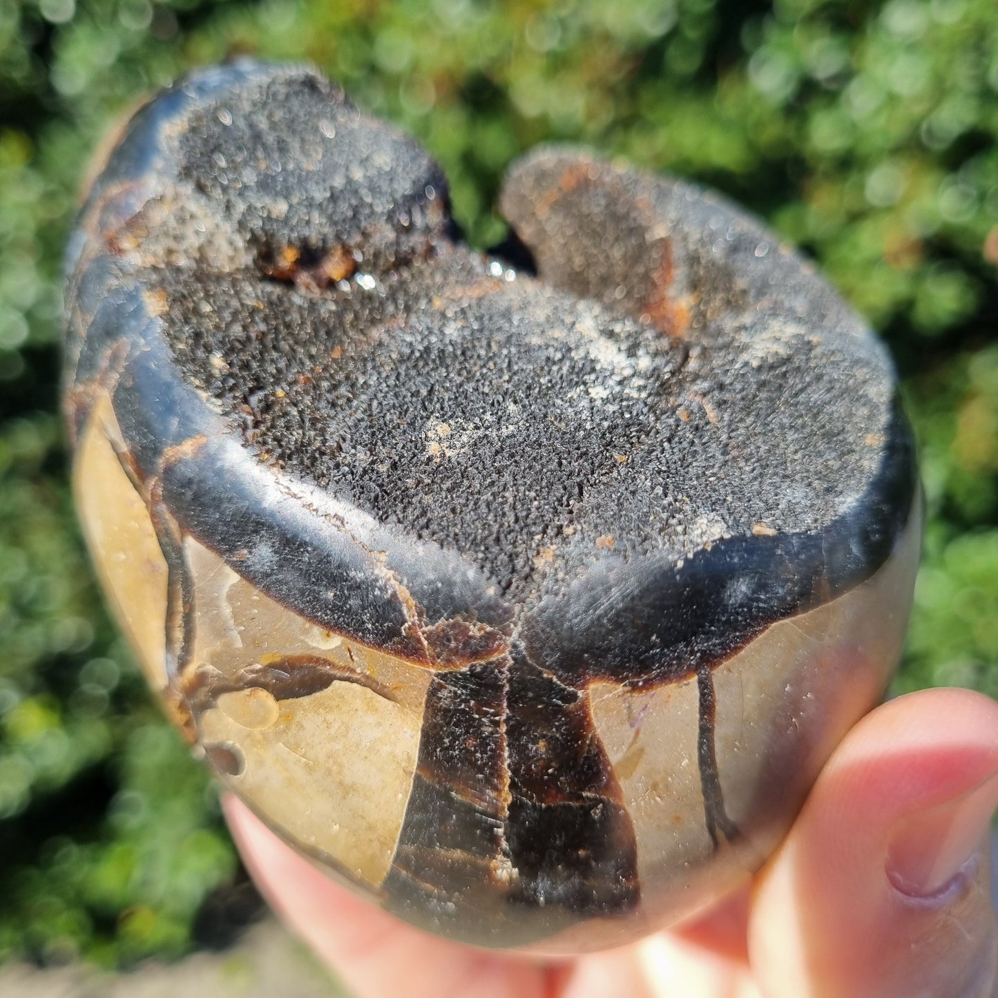Septarian Dragon Egg - Madagascar - Small Sizes