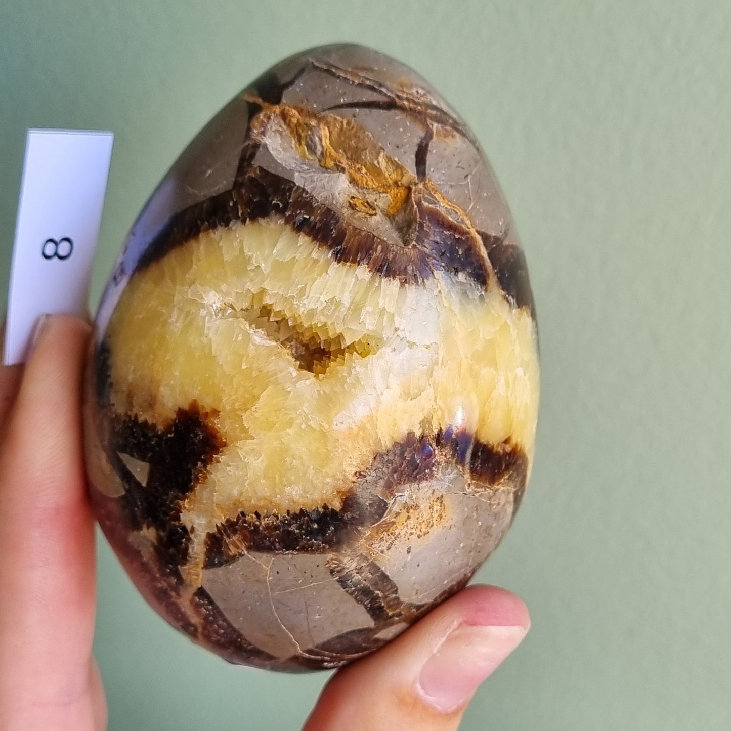 Yellow Septarian Dragon Egg - Madagascar - Smaller Sizes