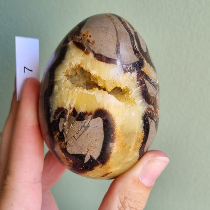 Yellow Septarian Dragon Egg - Madagascar - Smaller Sizes