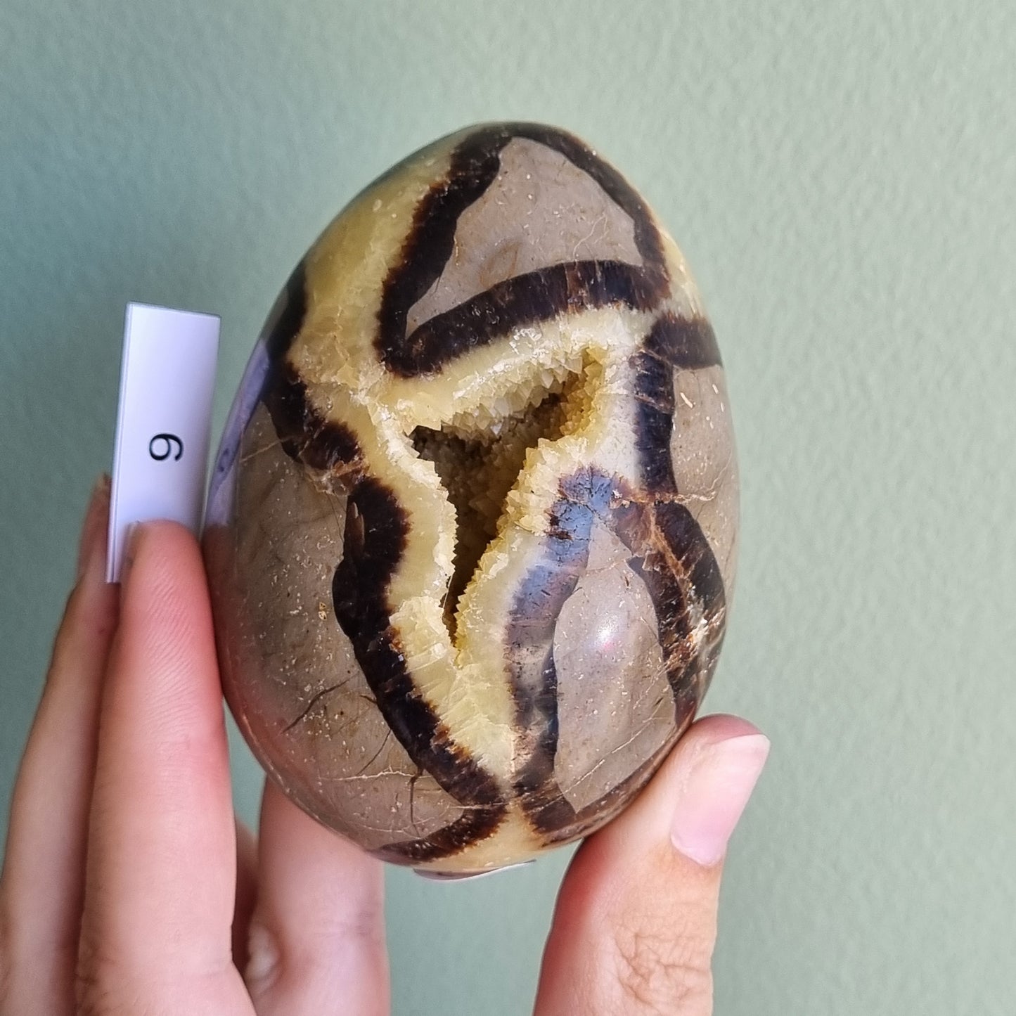 Yellow Septarian Dragon Egg - Madagascar - Smaller Sizes