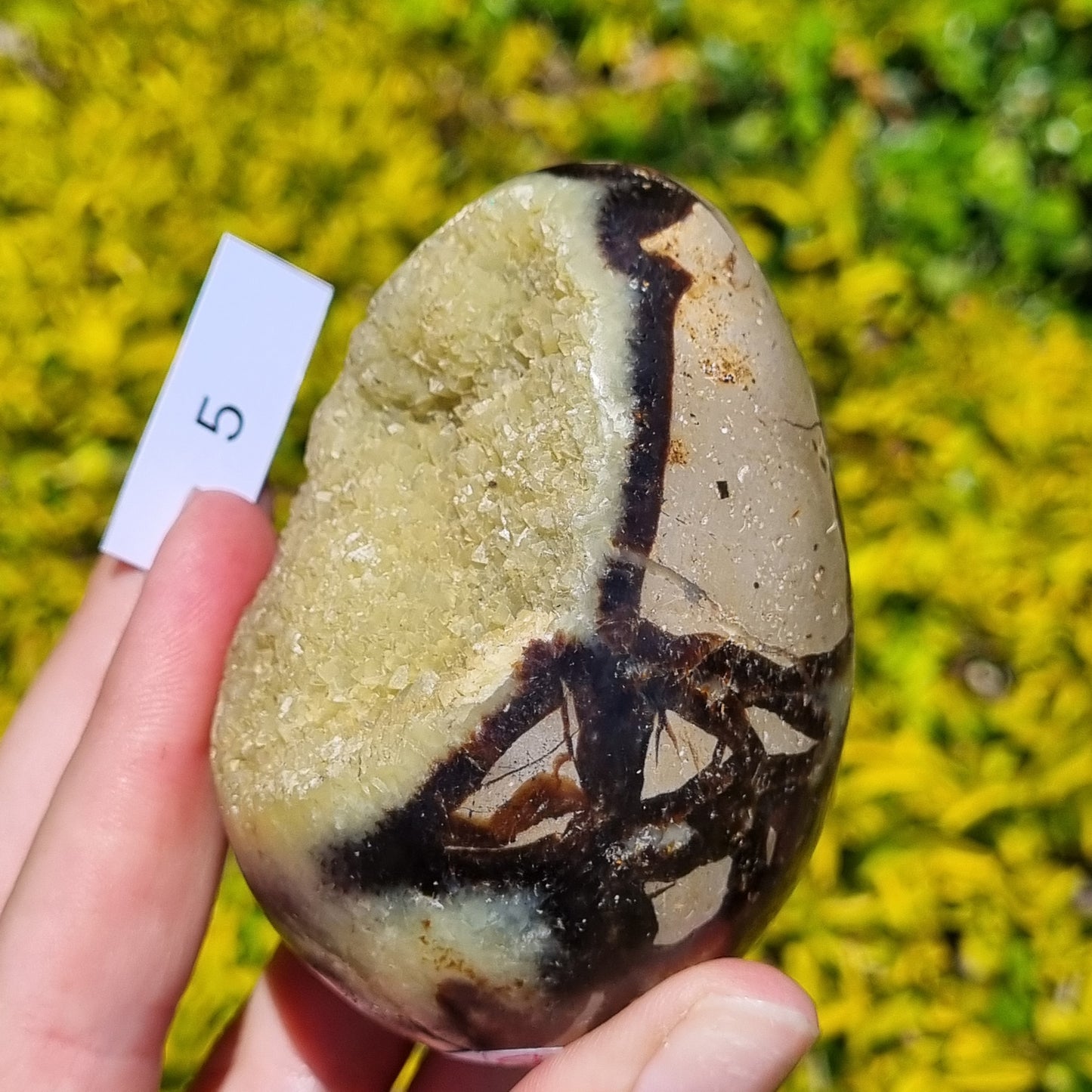 Yellow Septarian Dragon Egg - Madagascar - Smaller Sizes