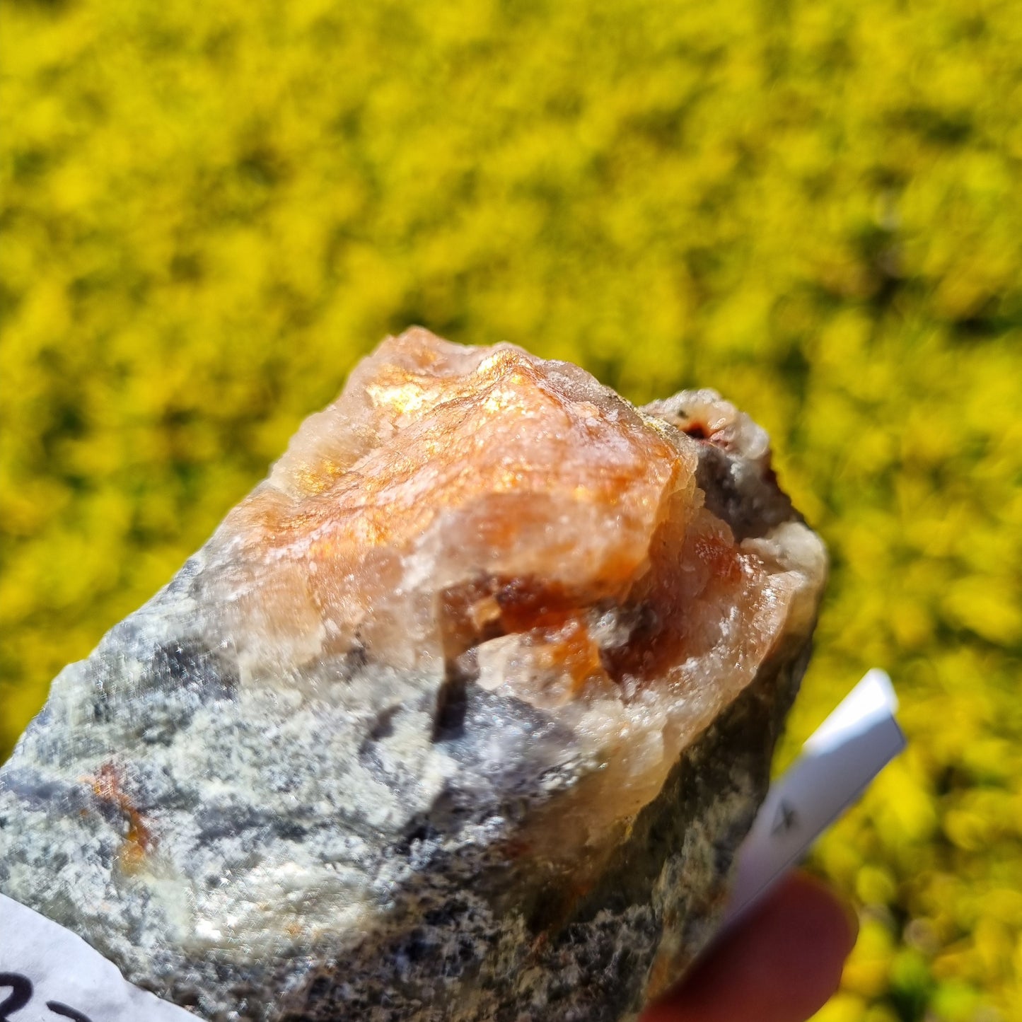 Cordierite Specimen - Madagascar