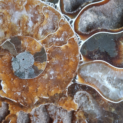 Ammonite - 207 grams