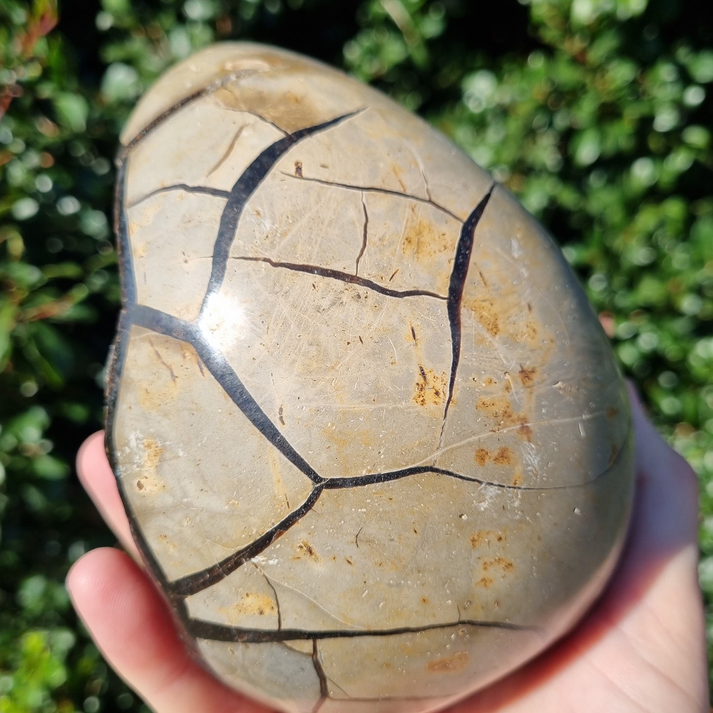 Septarian Dragon Egg - Madagascar - 2.121kg
