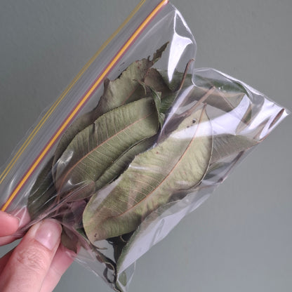 Lemon Myrtle Leaves