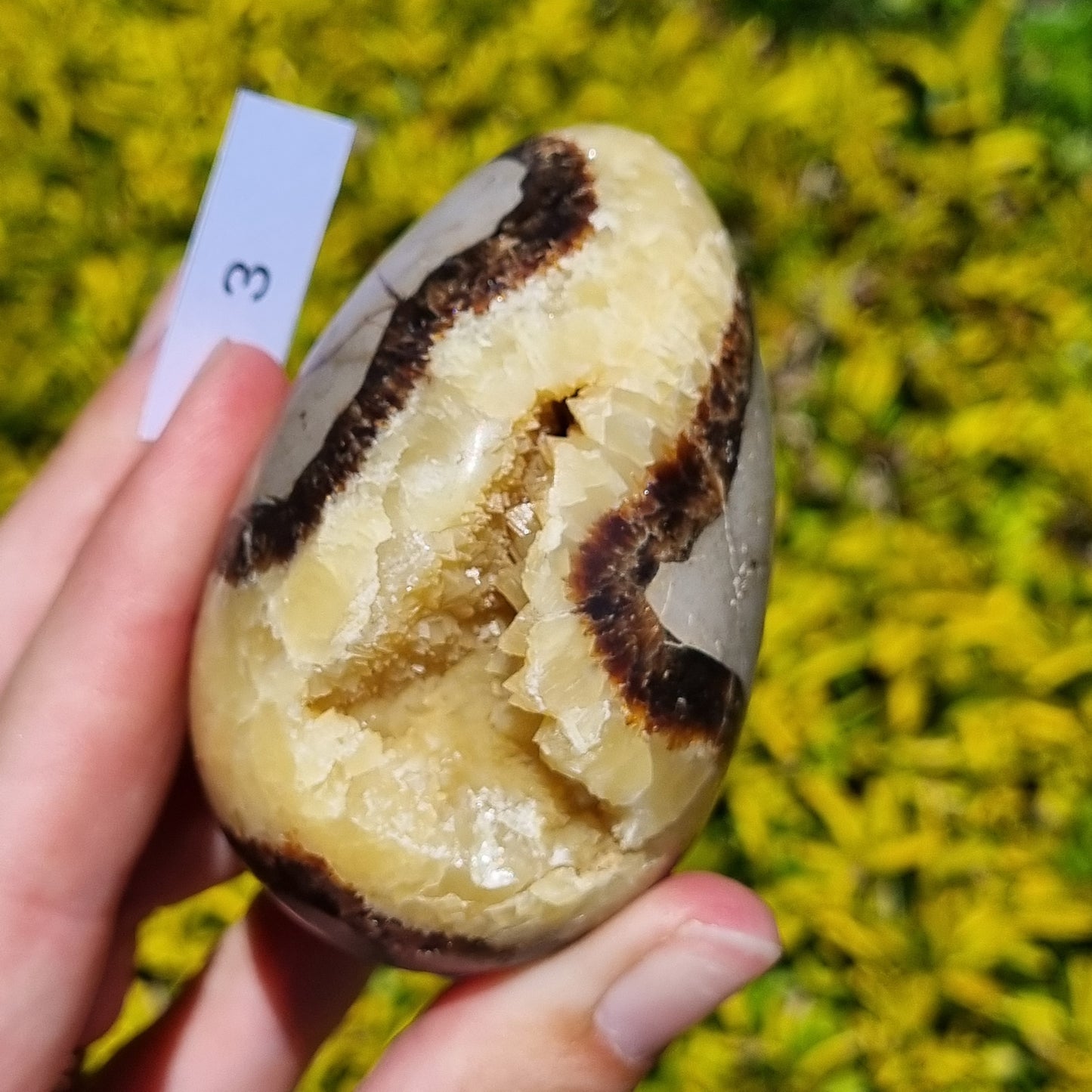Yellow Septarian Dragon Egg - Madagascar - Smaller Sizes