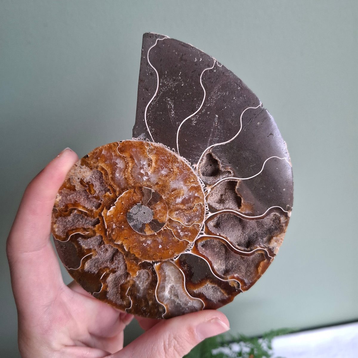 Ammonite - 207 grams