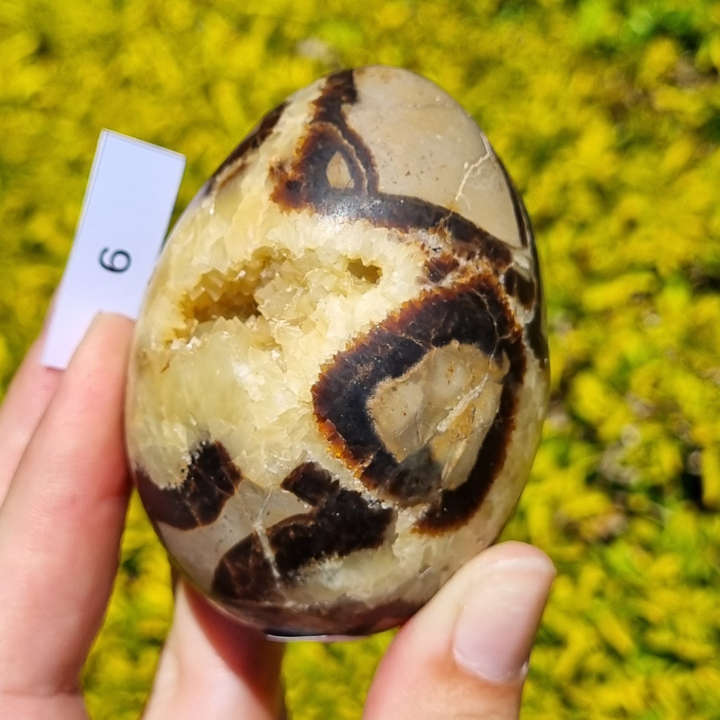 Yellow Septarian Dragon Egg - Madagascar - Smaller Sizes