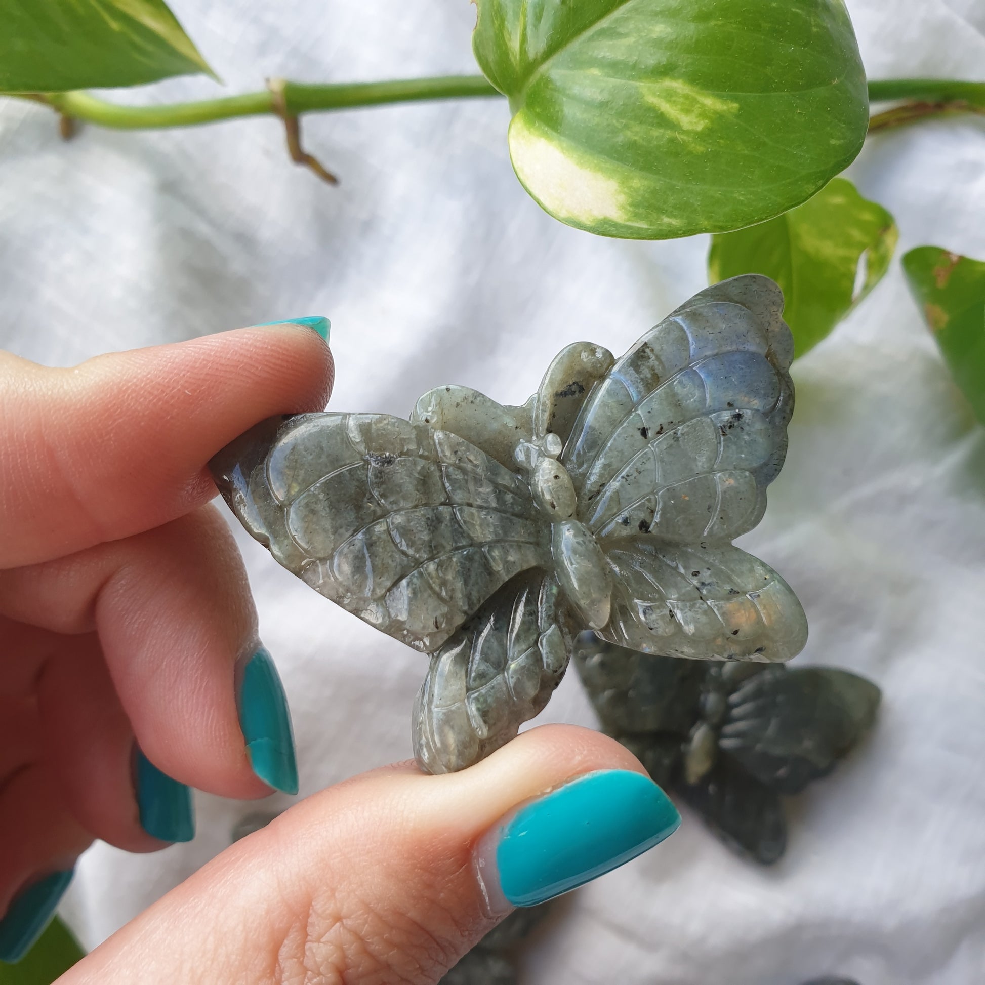 Labradorite Butterfly - ~5cm - Sparrow and Fox