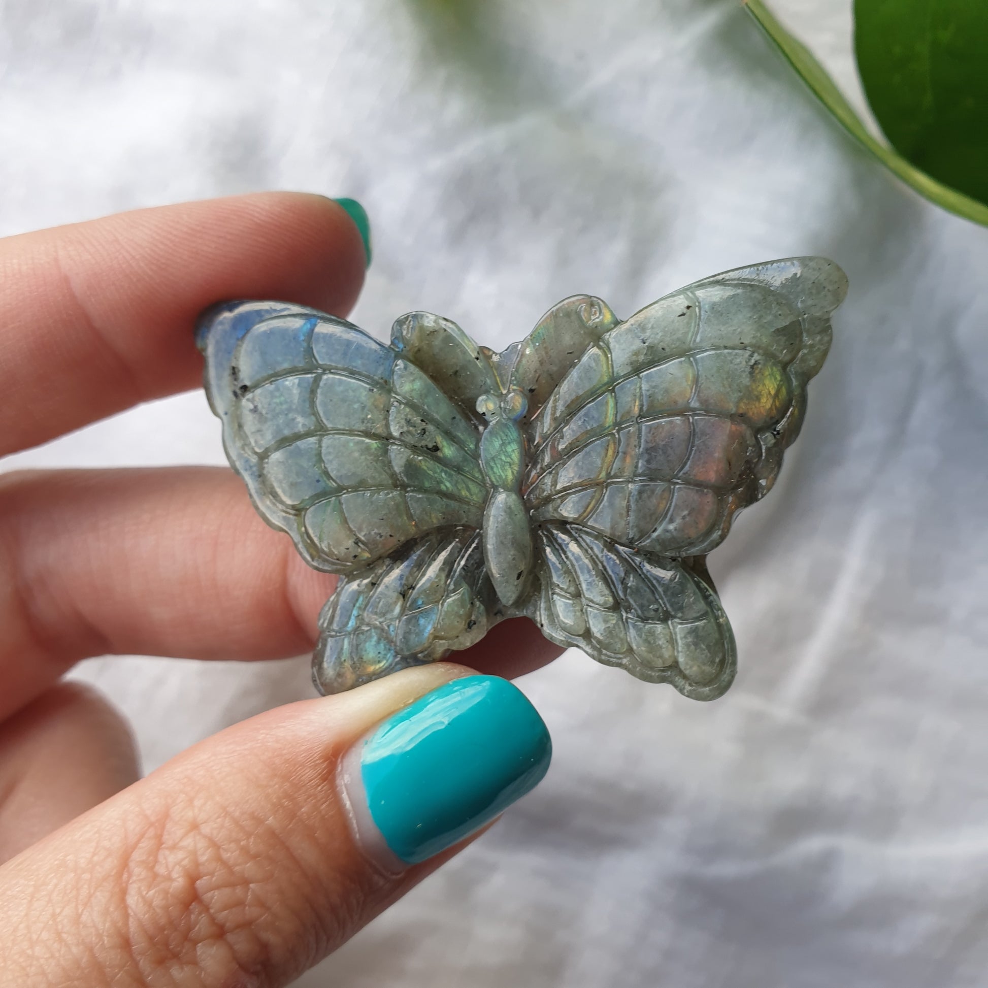 Labradorite Butterfly - ~5cm - Sparrow and Fox