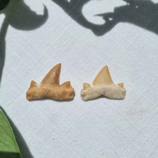 Makerel Shark Tooth - Sparrow and Fox
