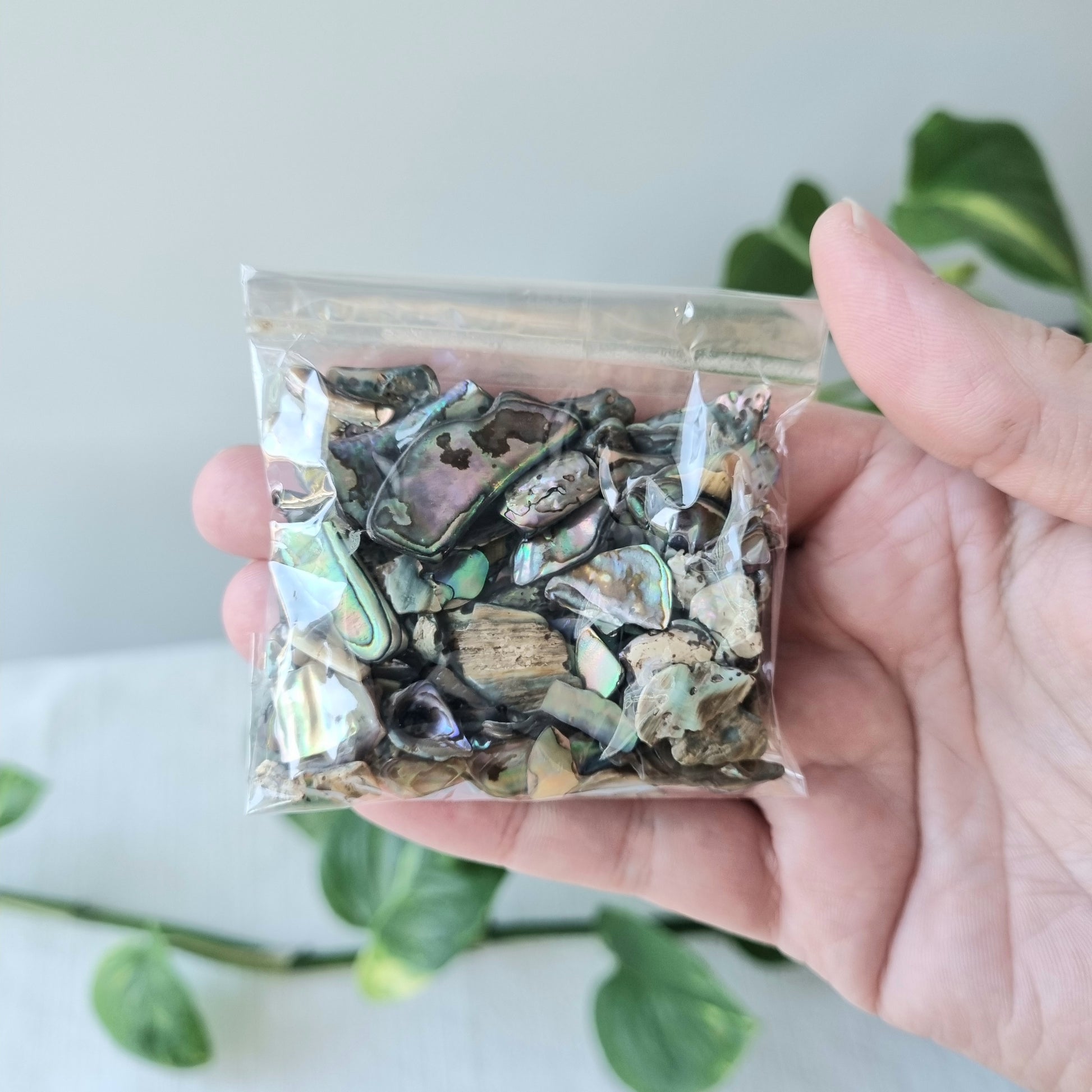 Paua Shell Chip Pack - Sparrow and Fox